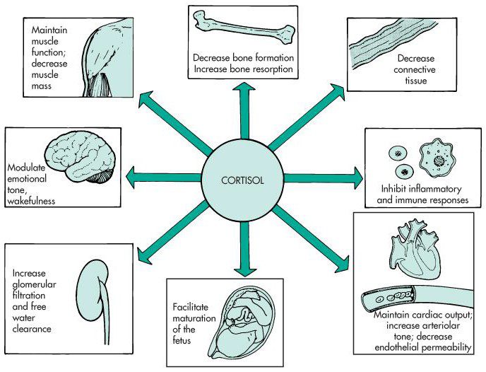 اثرات کورتیزول بر بافت‌های مختلف بدن