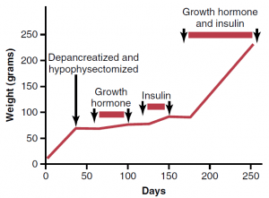 اثر سینرژیک انسولین و هورمون رشد