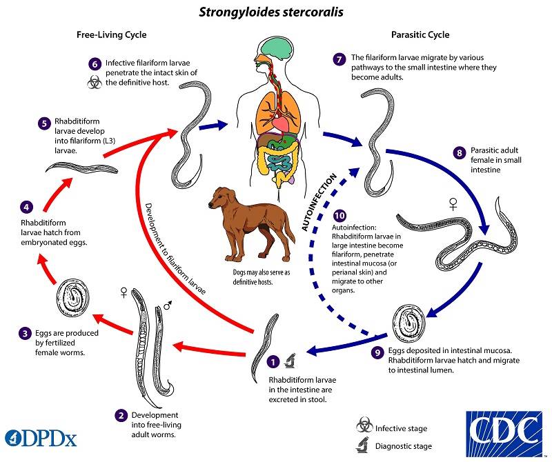 چرخه زندگی استرنژیلوئیدس استرکولاریس