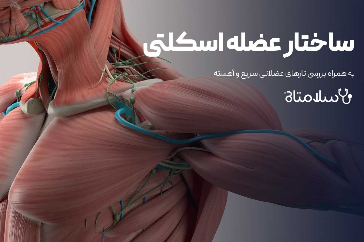 ساختار عضله اسکلتی و انواع سلول های عضلانی
